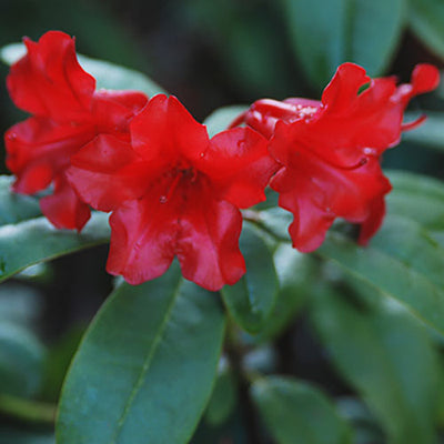 Rhododendron