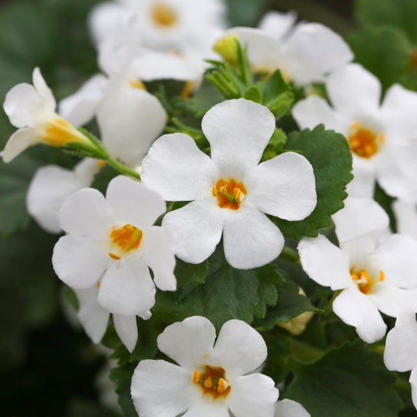 Bacopa | Epic White