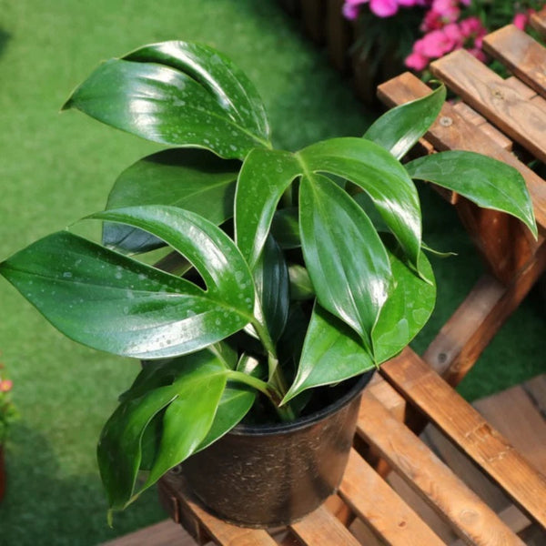 Epipremnum Pinnatum Dragons Tail