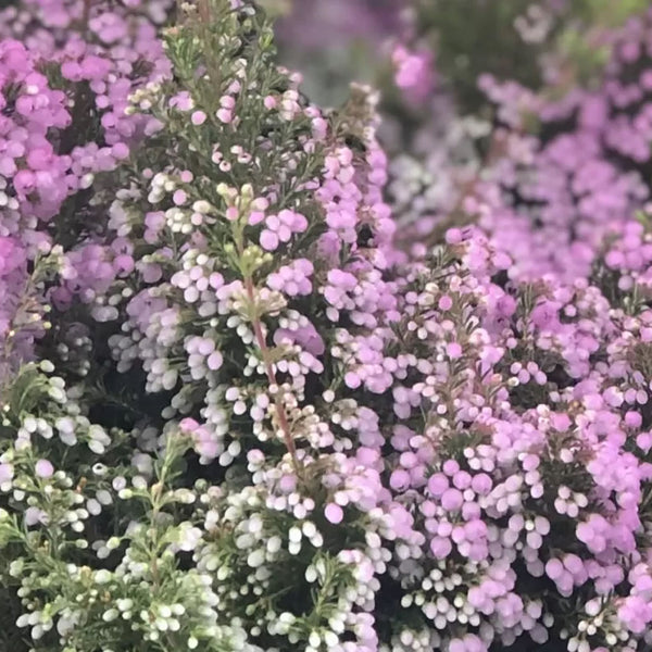 Erica Melanthera