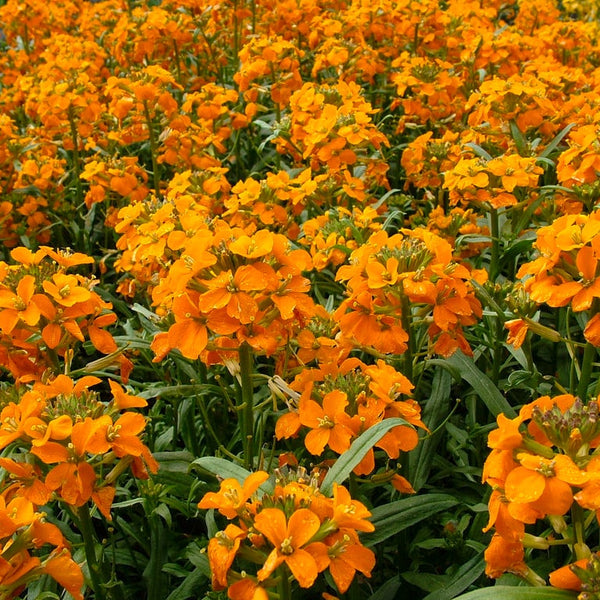 Erysimum Citrona Orange