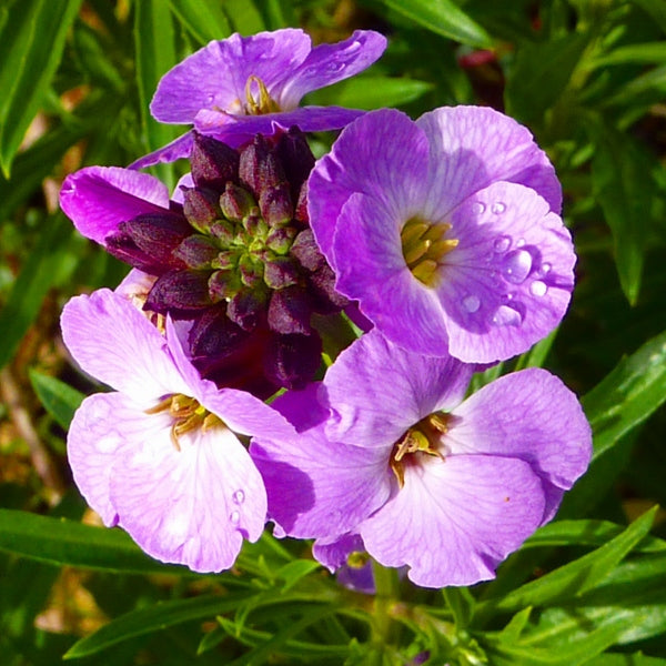 Erysimum Lilac Joy 14cm