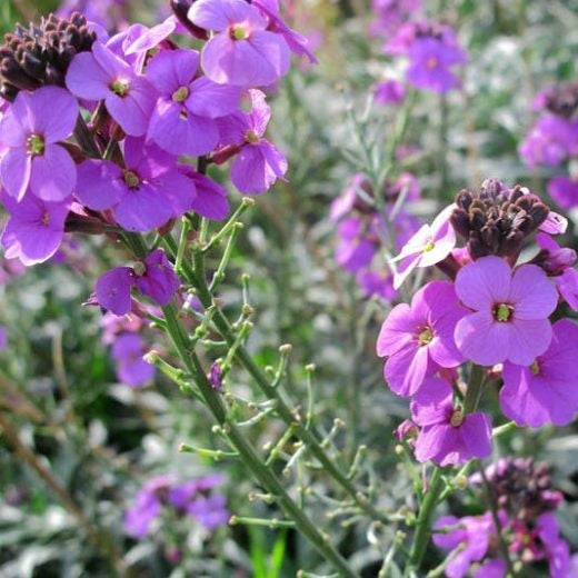 Erysimum Linifolium Mauve