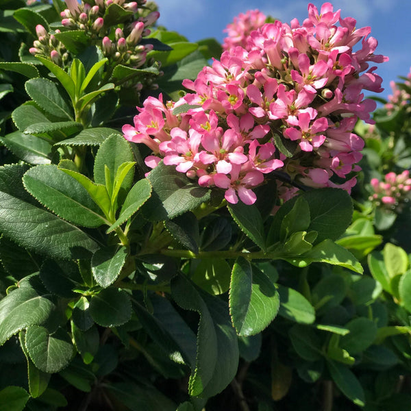 Escallonia Pink Elle