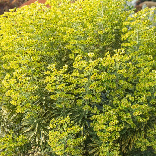 Euphorbia Ascot Rainbow