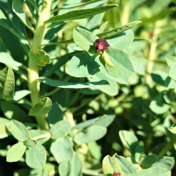 Euphorbia Glauca