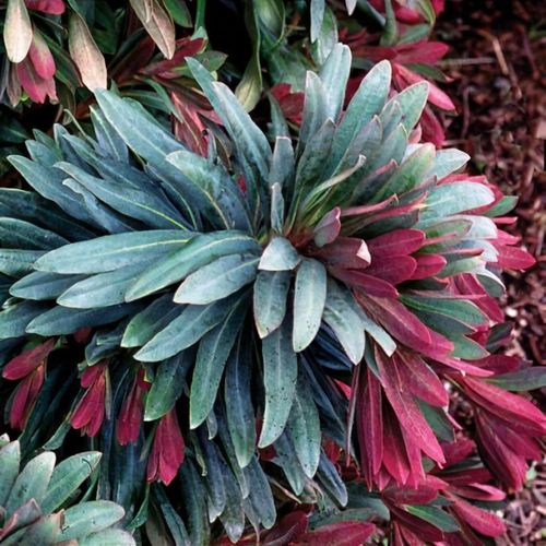 Euphorbia Jade Dragon