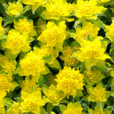 Euphorbia Polychroma