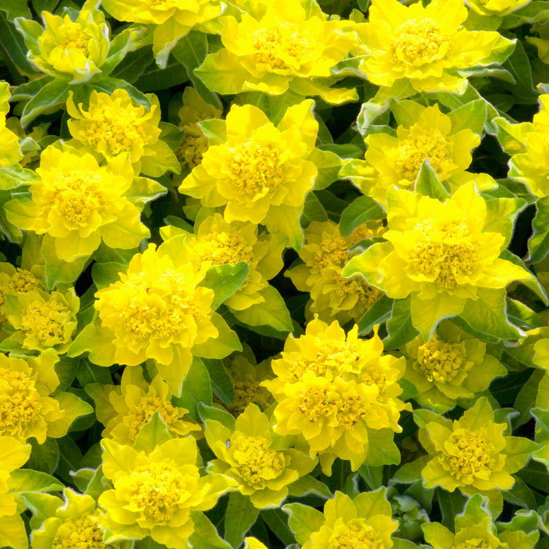 Euphorbia Polychroma