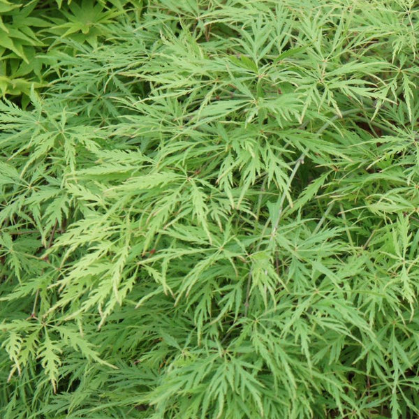 ACER ‘FLAVESCENS’ 40/60 TOPIARY