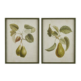 Pear Botanical Print I | Art Print | Frame