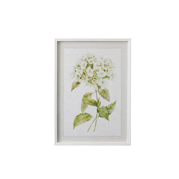 Hydrangea II | Art Print | Frame