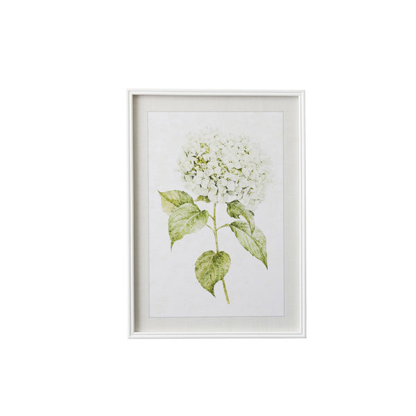 Hydrangea I | Art Print | Frame
