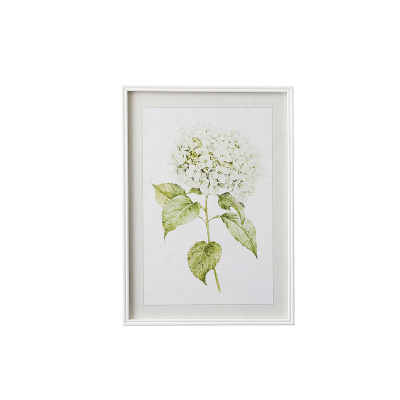 Hydrangea I | Art Print | Frame