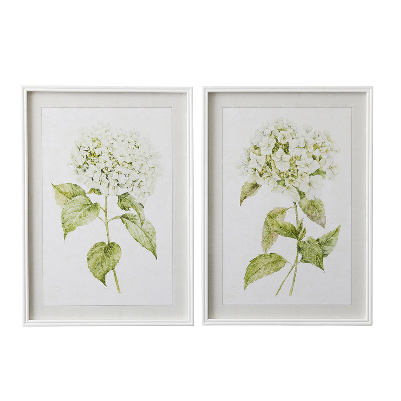 Hydrangea I | Art Print | Frame