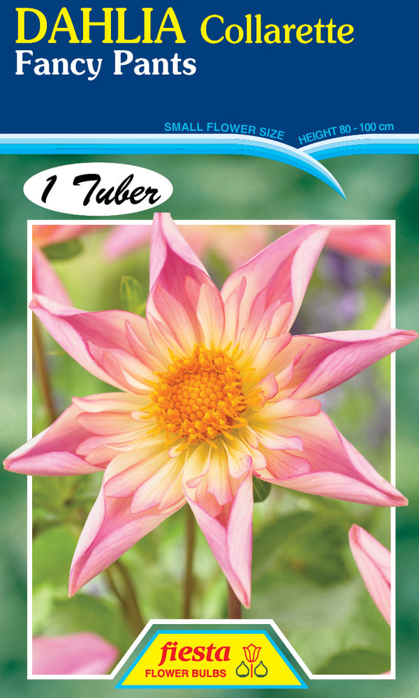 DAHLIA 'Fancy Pants'