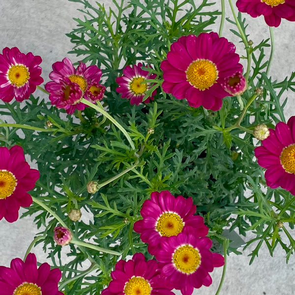 Federation Daisy Carmine Supernova