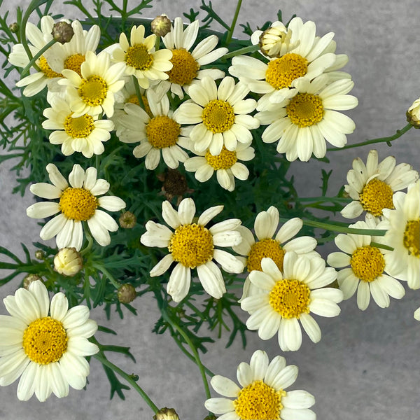 Federation Daisy Sulemio