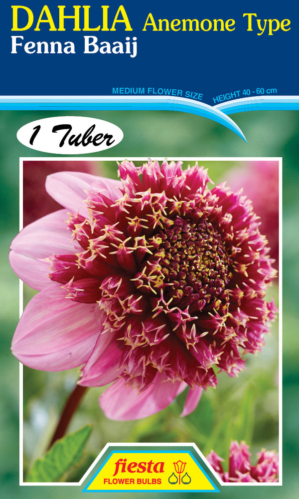 DAHLIA 'Fenna Baaij'