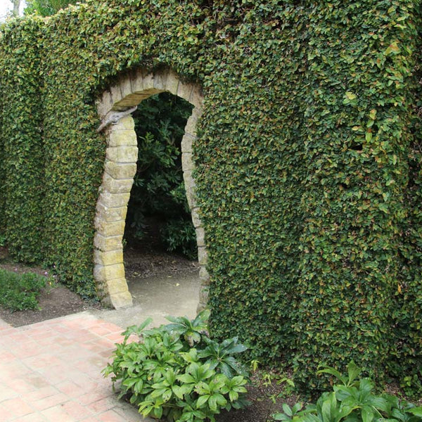 Ficus Pumila Creeping Fig