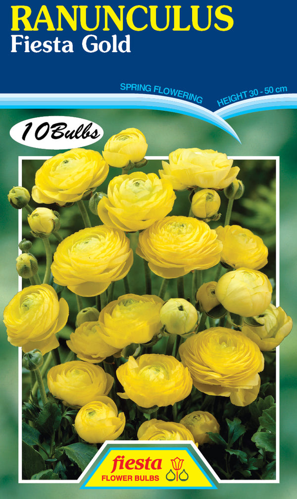 Ranunculus Fiesta Gold