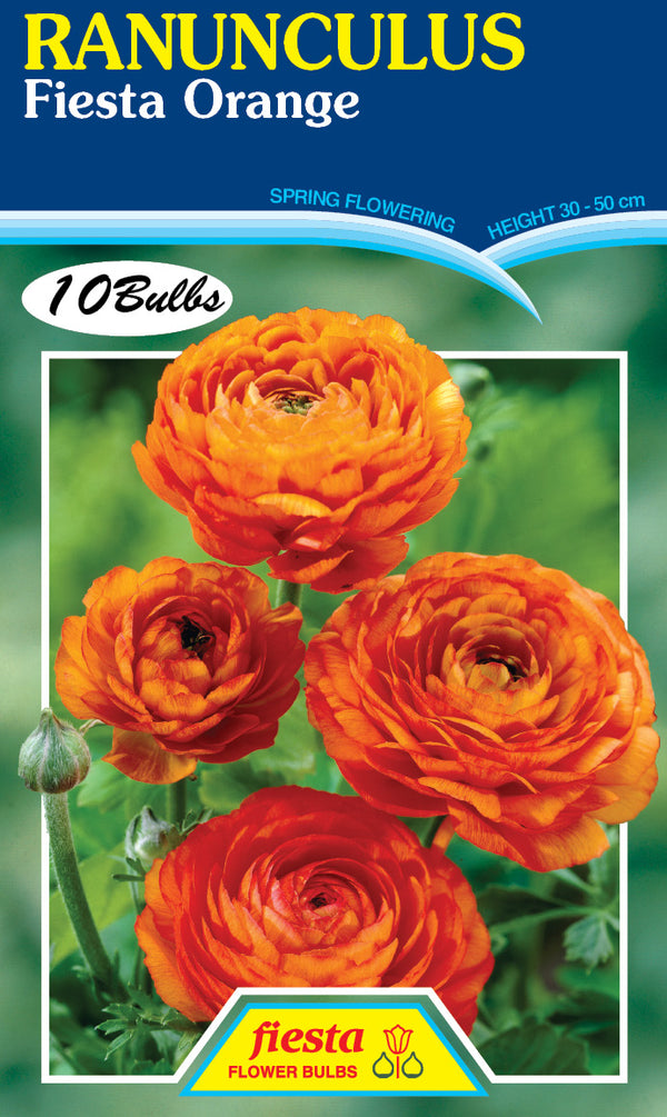 Ranunculus Fiesta Orange