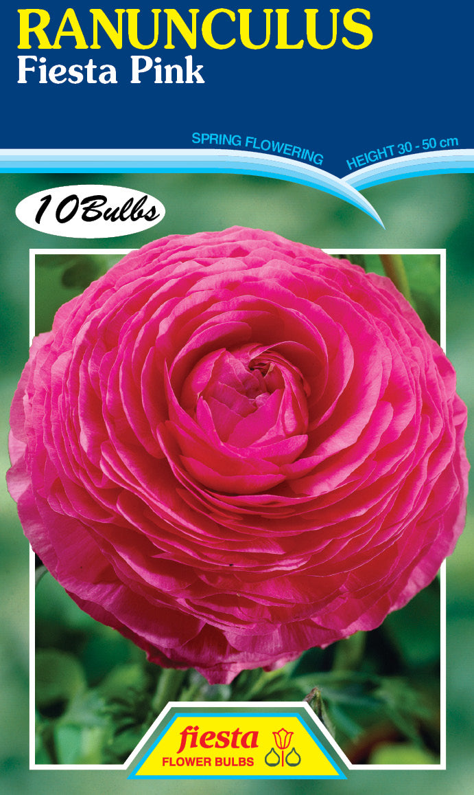 Ranunculus Fiesta Pink