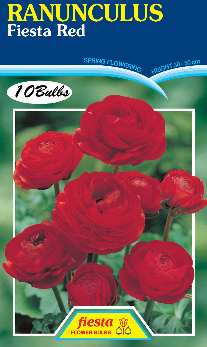 Ranunculus Fiesta Red