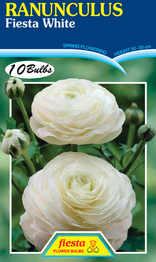 Ranunculus Fiesta White