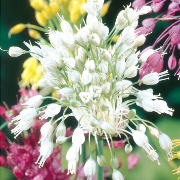 Allium 'Fireworks'