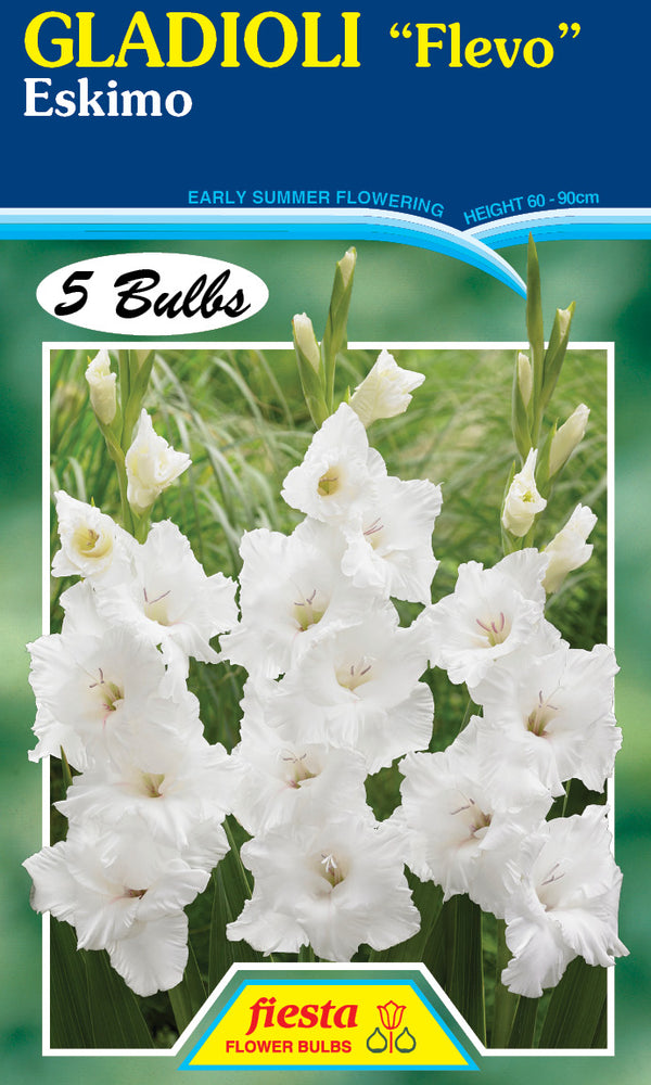 Gladioli "Flevo" 'Eskimo'