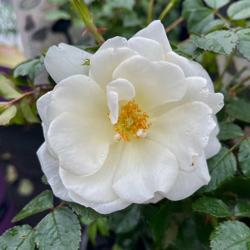 Flower Carpet Rose White