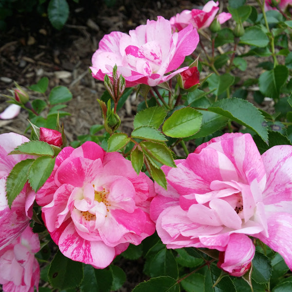 Flower Carpet Rose Pink Splash