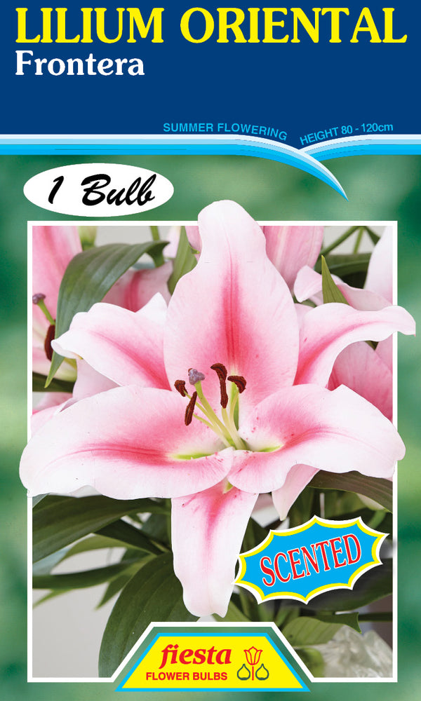 Lilium Frontera