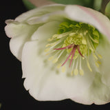 Helleborus | Moondance