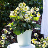 Helleborus | Moondance