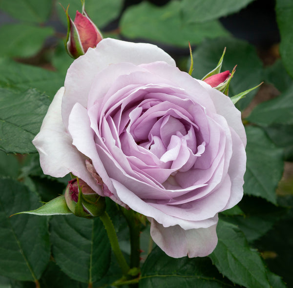 Standard Rose Frosty Moon