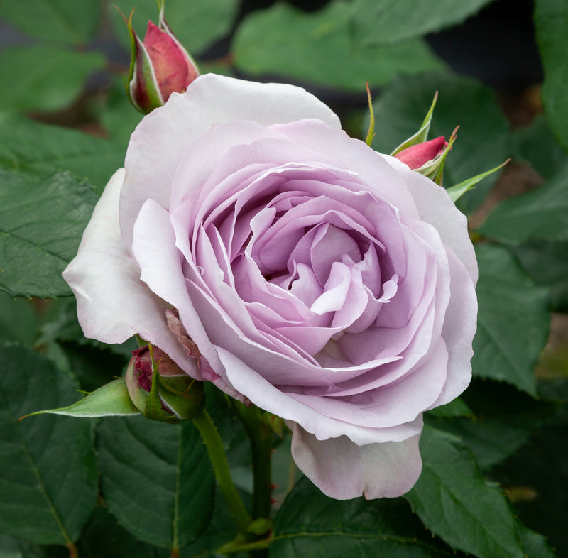 Standard Rose Frosty Moon