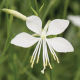 Gaura | So White