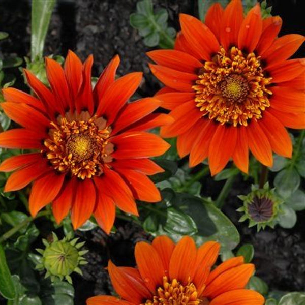 Gazania 'Copper Sunset' 9cm