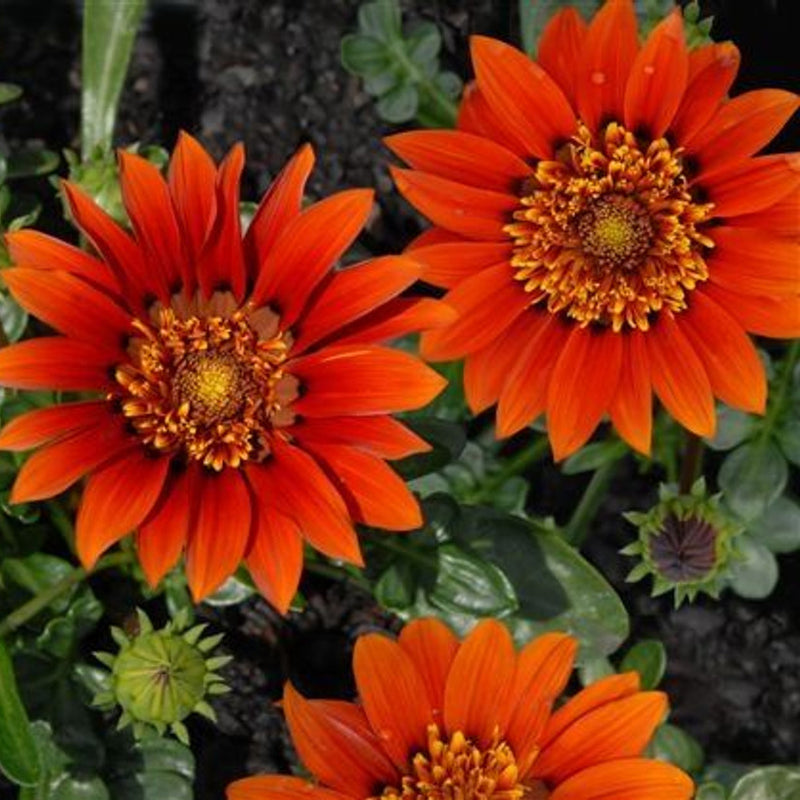 Gazania 'Copper Sunset' 9cm
