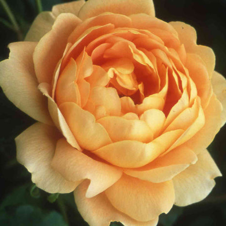 Rose Golden Celebration