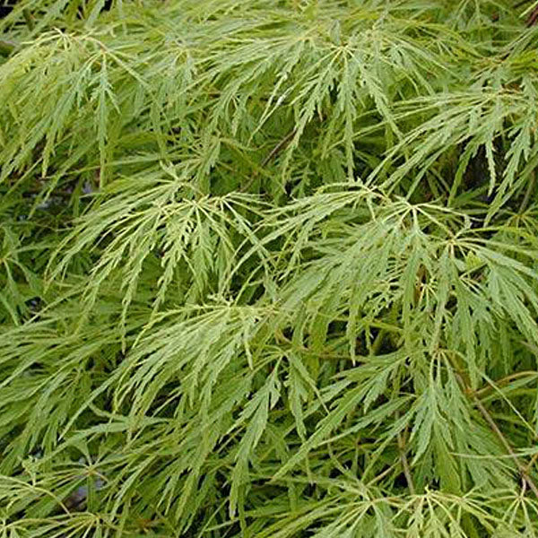 ACER 'GREEN MIST’ 90/100 TOPIARY