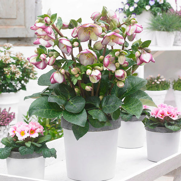 Helleborus 'Sophie's Delight'