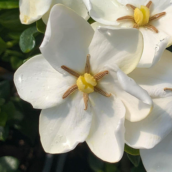 Gardenia | Fragrant Star