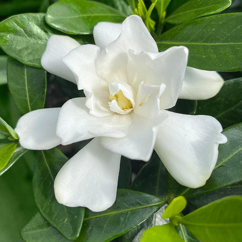 Gardenia | Snow Flurry