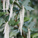 Garrya elliptica | James Roof