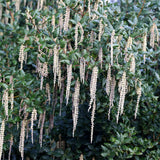 Garrya elliptica | James Roof