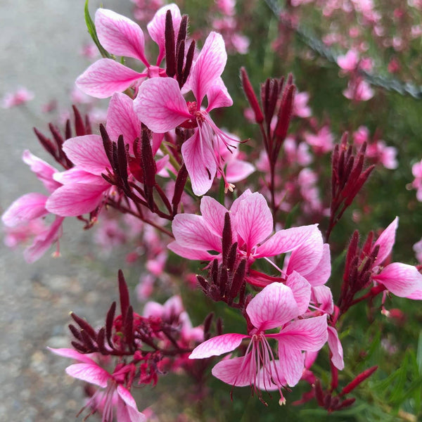 Gaura Siskiyou PInk