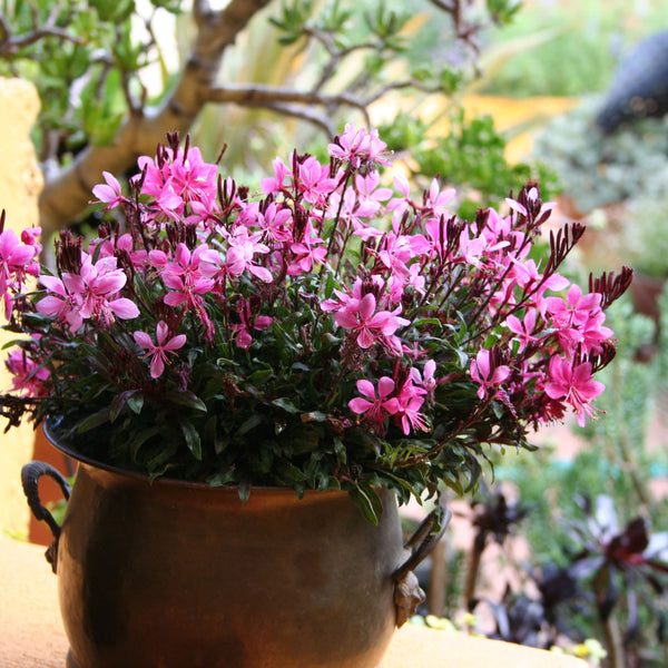 Gaura ‘Lillipop Pink’